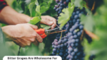 Bitter Grapes Are Wholesome For Male’s Well-Being?