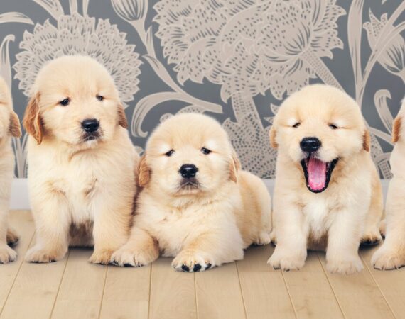 Tips for Choosing the Perfect Name for Your New Puppy