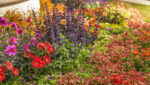 How Do You Choose the Right Plants for Your Garden?