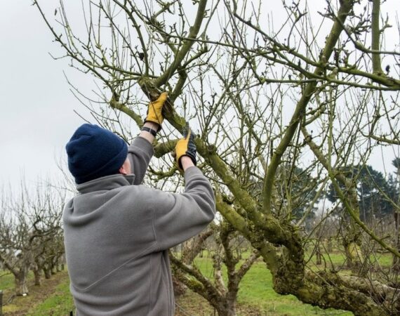 How Do You Prepare Your Garden for Winter?