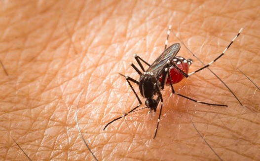 What Strategies Are Included in Vector Control to Prevent Mosquito-Borne Diseases