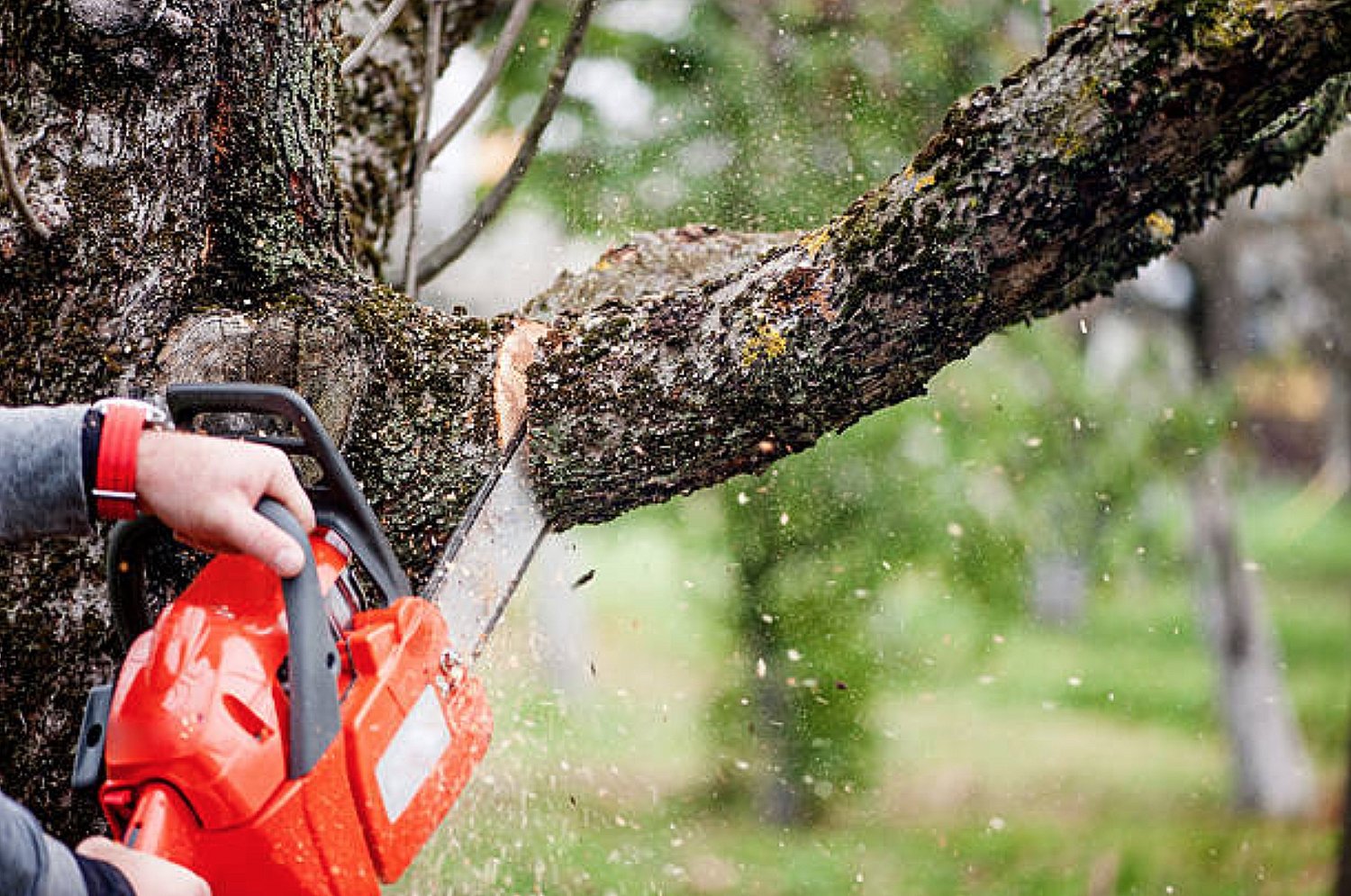 What is the Best Time of Year to Trim Trees