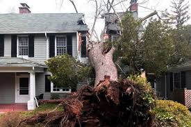 When Should You Call for 24-Hour Emergency Tree Assistance