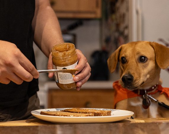 James Wellbeloved Lamb & Rice: A Wholesome Choice for Your Dog’s Nutrition